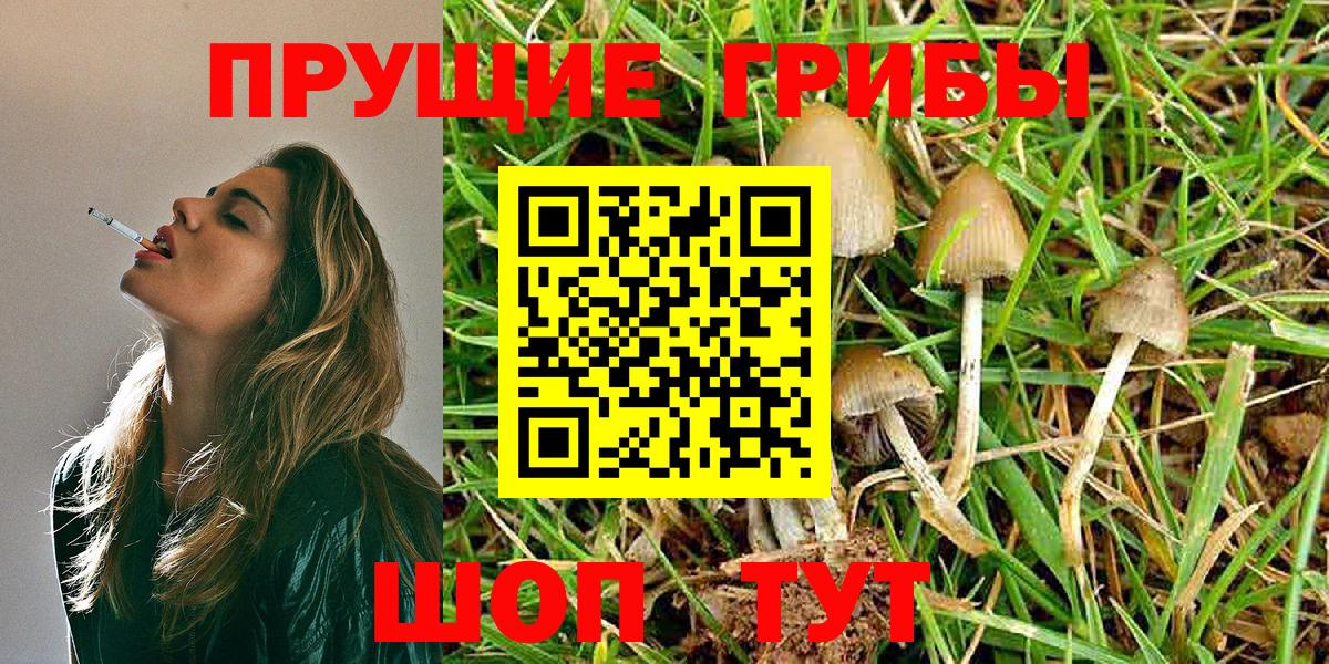 Карабулак  купить   Вход с VPN  Галлюциногенные грибы Psilocybe 